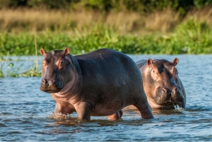 Colombia a la espera de trasladar los hipopótamos de Pablo Escobar a México y la india