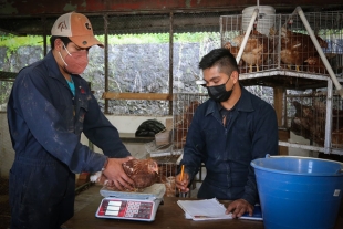 Experto de la UAEM propone usar el ajo para liberar a la avicultura de los antibióticos