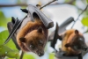 Murciélagos podrían propagar vacuna contra la rabia
