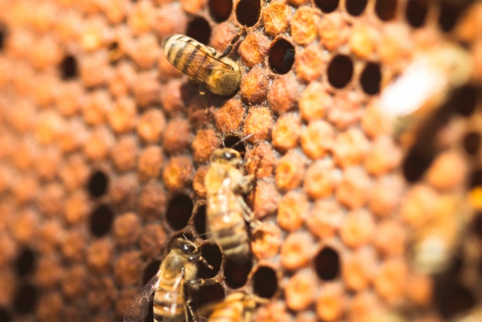 Conoce la ruta de las abejas en Xochimilco