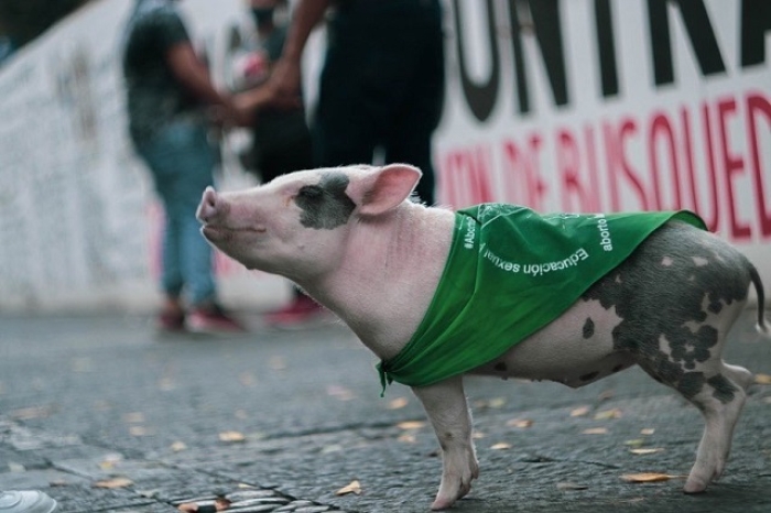 ¡Oink! “Lupito el cerdito” será el nuevo embajador de derechos humanos y medio ambiente de Puebla