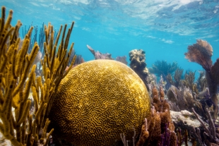¿Por qué es preocupante la muerte de los arrecifes de coral?