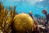 ¿Por qué es preocupante la muerte de los arrecifes de coral?