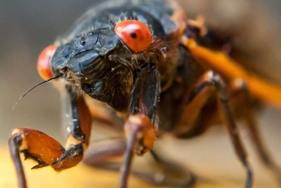 Es importante mencionar que las grandes poblaciones de cigarras no se consideran ecológicamente destructivas