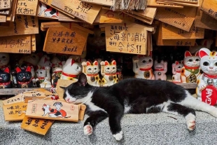 Los gatos ya no maullan, ahora facturan: el efecto “Nekonomics” impulsa la economía japonesa