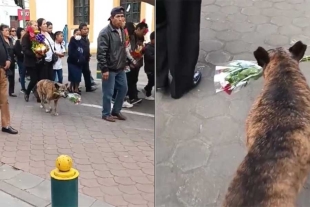 Último adiós; perrita acompaña cortejo fúnebre con un ramo de flores en el hocico