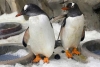 Parejas de pingüinos gay adoptarán un huevo en el Acuario de Melbourne