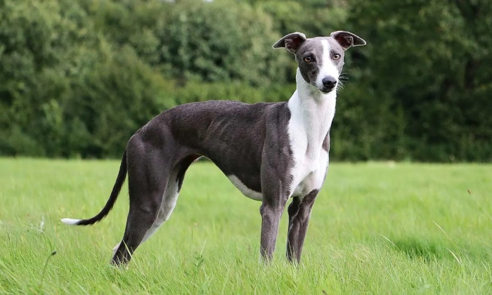 Raza de perro Whippet