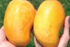 ¡De Chiapas para el mundo! Éste es el sorprendente origen del mango Ataulfo