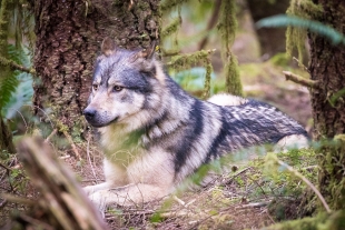 Cazadores furtivos matan al lobo más famoso de Canadá