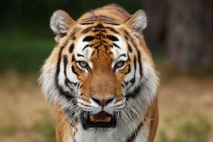 ¡Bravo! Población de tigres amenazados en la India supera los 3 mil ejemplares