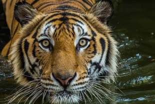 Tigre de zoológico en Nueva York da positivo por coronavirus