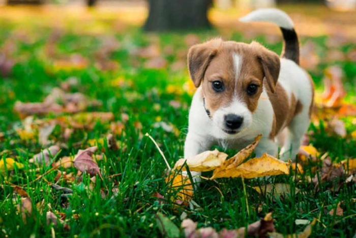 ¡Cuidado! Estas plantas podrían resultar tóxicas para las mascotas