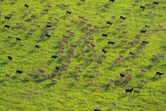 Manadas de antílopes se desplazan sobre una pradera; movimientos como éstos podrán ser monitoreados en tiempo real gracias al nuevo satélite del Proyecto ICARUS.