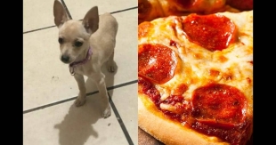 Abuelita ofrece pizza como recompensa para encontrar a la mascota de sus nietos