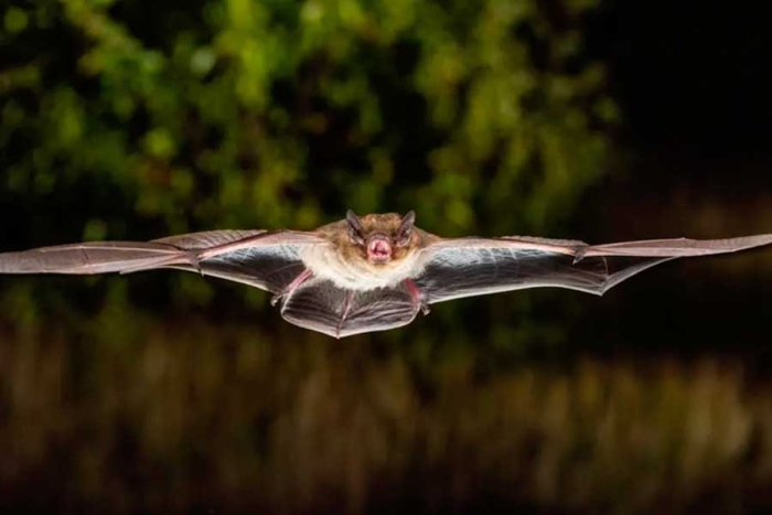 Desde Rusia hasta Los Alpes: murciélago viajero logra el vuelo más largo para su especie