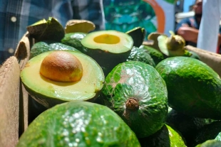 Sin apoyo productores de aguacate de Donato Guerra para obtener certificación