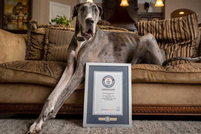 Zeus: El gran danés que se convirtió en el “perro más grande del mundo”