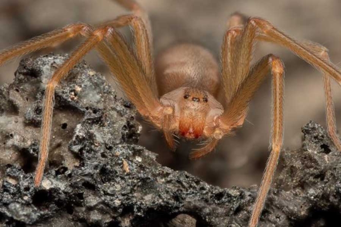 Una especie nocturna que durante mayo y junio pone en alerta a todos los ciudadanos del Valle de México. 