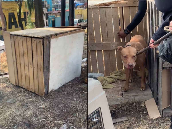 Mundo cruel; policías rescatan a un perrito que fue encerrado dentro de una caja de madera