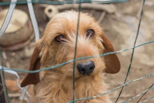 Rescatan a 60 perritos en Coyoacán por maltrato animal