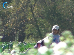 Cambian flores por verduras para sobrevivir