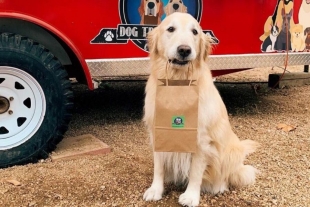 ¿El empleado del año? Perrito repartidor de Food Truck enloquece las redes sociales