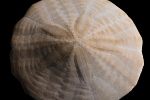 La galleta de mar más grande del mundo se encontró en BCS