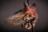 Nueva especie de insecto es bautizado en honor a Lady Gaga