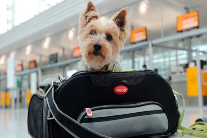 “No son equipaje, son vidas”: Colombia buscará que mascotas viajen junto a sus dueños