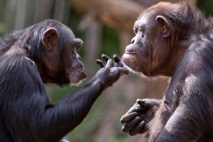 Los chimpancés pueden reconocer los restos de sus muertos
