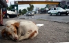 Maltrato animal: 7 de cada 10 mascotas mexicanas sufren de violencia