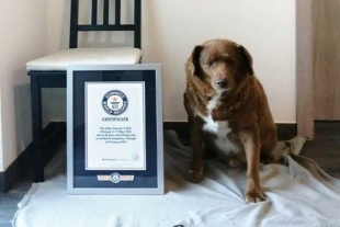 ¿Qué pasó? Récords Guinness suspende el título de “Bobi”, el perro más longevo del mundo