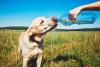 La importancia del agua para la sobrevivencia de las mascotas