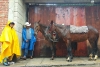 Mantienen uso de caballos en zonas semi rurales de Toluca