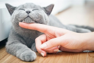 Los gatos no solo ronronean por felicidad; descubre las otras razones