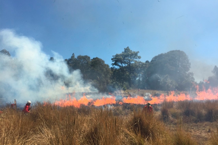 Se reduce el número de incendios forestales en Edomex