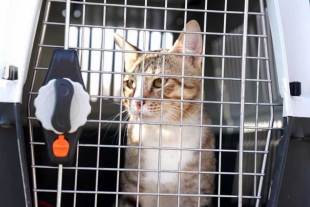 Copa no, mascota sí: jugadores ingleses adoptan a “Dave”, un gatito callejero de Qatar