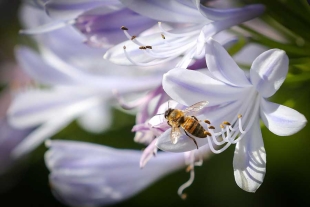 ¡Oh, no! Más de un tercio de especies y ecosistemas en estados unidos podrían desaparecer