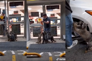 Mapaches esperan afuera de un Oxxo para ser alimentados