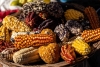 Declaran al maíz nativo como una manifestación cultural de México