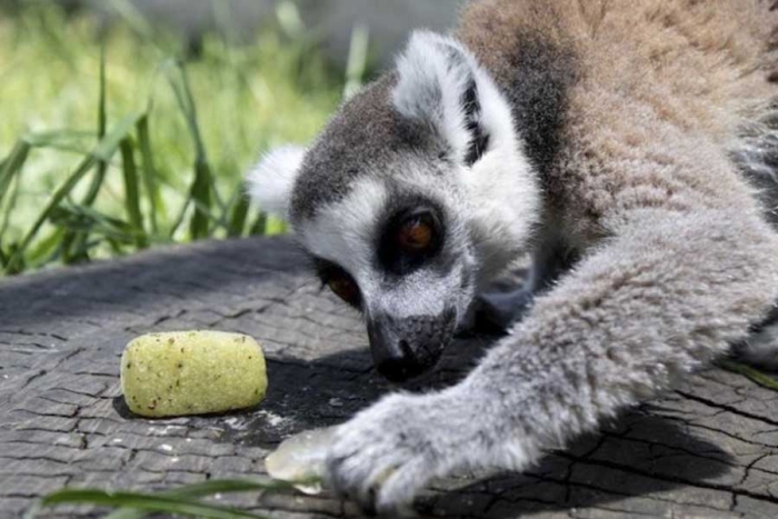 De presentar algún golpe de calor, la especie es trasladada al área médica donde se revisa