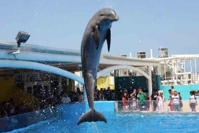 Diputados aprueban iniciativa que prohíbe shows con delfines y otros mamíferos marinos