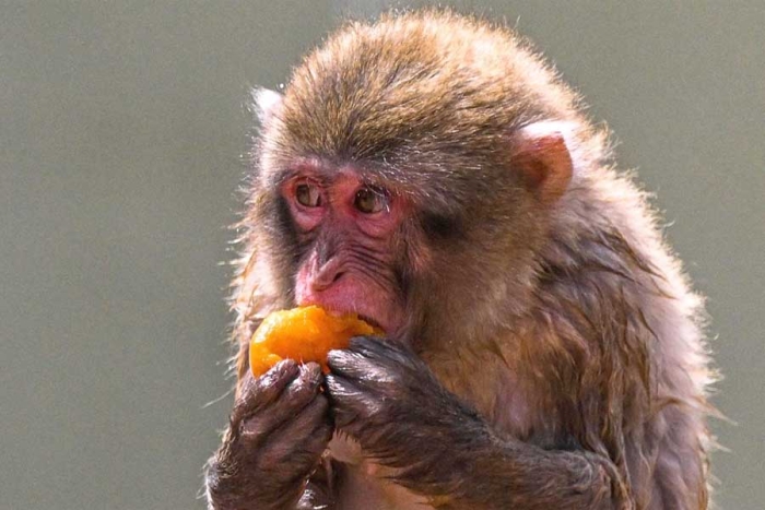 De pescado, sangre y frutas: zoológico de Roma reparte a sus animales helados por ola de calor