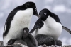 ¡Tragedia! Influenza aviar cobra la vida de más de 500 pingüinos en la antártida