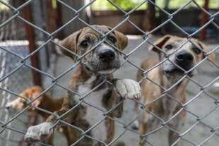 Policías de la CDMX podrán entrar a domicilios para rescatar animales maltratados